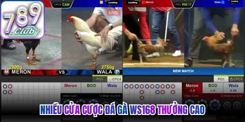 Nhiều cửa cược đá gà WS168  thưởng cao